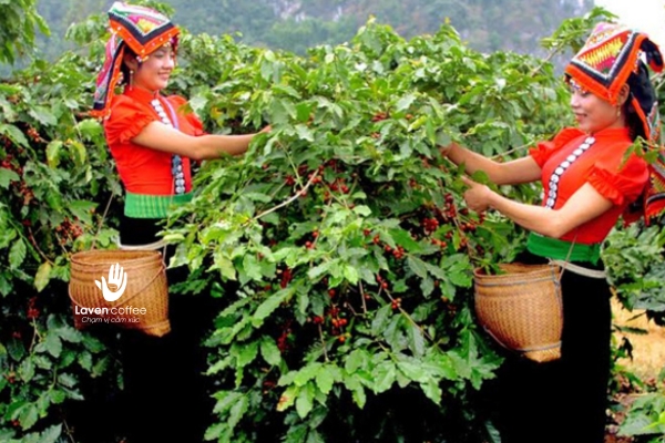 Sơn La - Vùng trồng cà phê Arabica tiềm năng tại Việt Nam